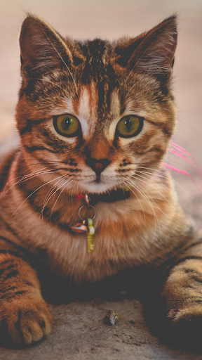 Cute Kitten Wallpapers