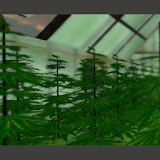 Weed 3D Live Wallpaper icon