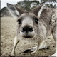 Kangaroo Lock Screen Download on Windows