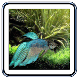 Betta Fish Live Wallpaper icon