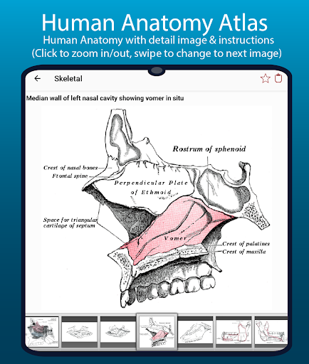 Human Anatomy Handbook
