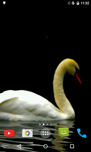 Swan Video Live Wallpaper Screen 3