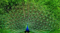 Peacocks. Super Wallpapersのおすすめ画像5
