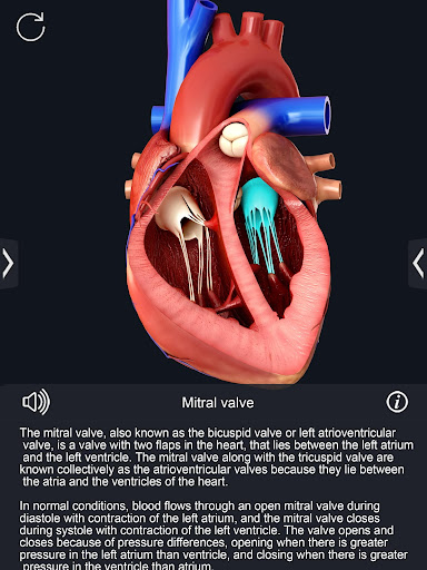 Heart Anatomy Pro.