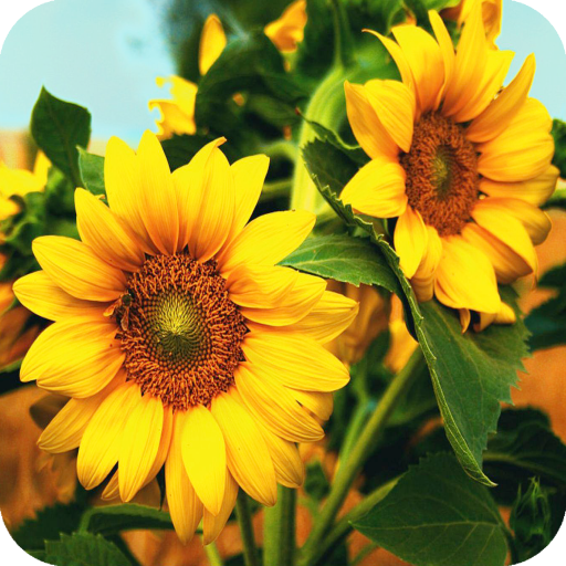 Sunflower Wallpaper  Icon