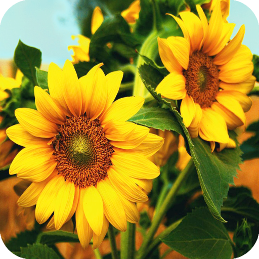 Sunflower Wallpaper logo