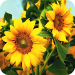 Cover Image of Download Sunflower Wallpaper 1.017 APK