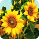 Sunflower Wallpaper - Androidアプリ