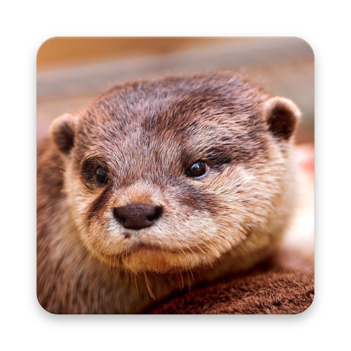 Otter Wallpaper Hd Google Play のアプリ