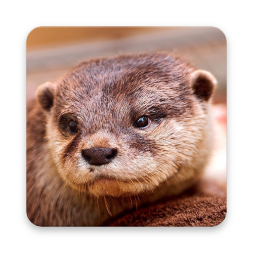 Otter Wallpaper HD  Icon