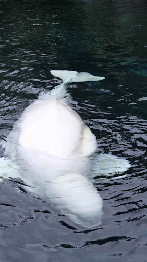 Beluga Whale Wallpaper
