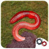 Dig Worms! icon