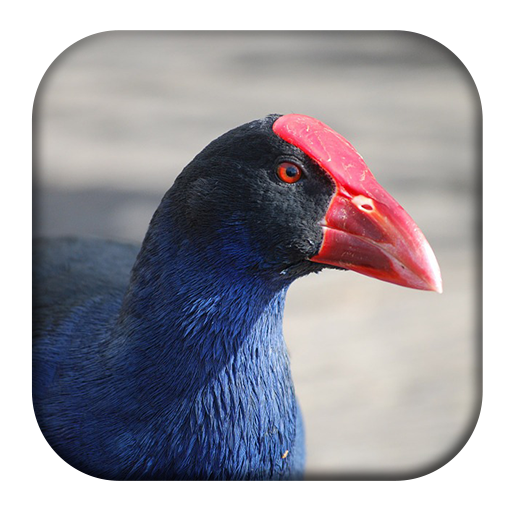 Purple Swamphen Sounds logo
