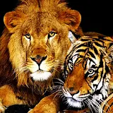 3D Lion and Tiger icon
