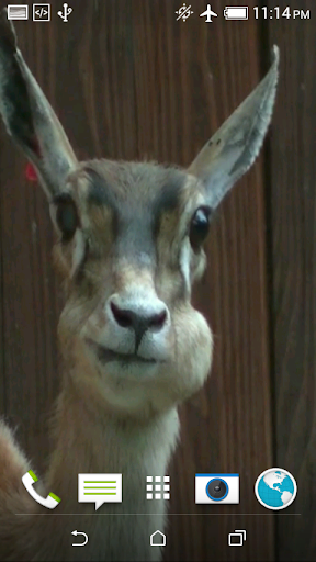Lama 3D Video Live Wallpaper Screen 2