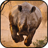 Rhino Wallpapers icon