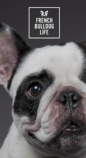 Android application French Bulldog Life【フレンチブルドッグラ screenshort