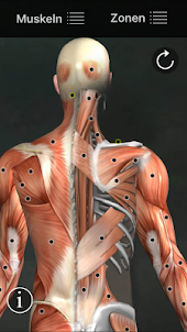 Muskel Triggerpunkte Anatomie