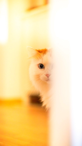 Cute Cat Wallpaper Cute Kitten