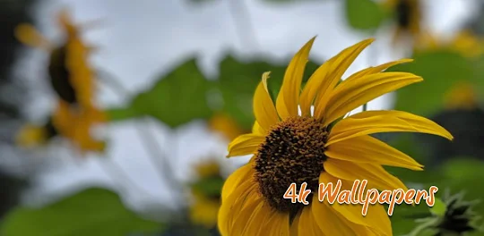 Sunflower 4k HD Wallpapers