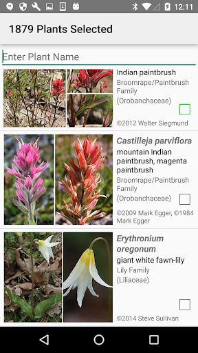 Olympic Wildflowers Screen 2