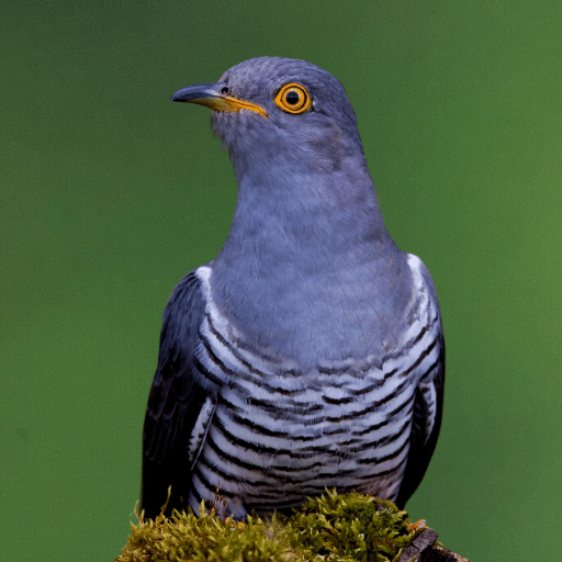 Cuckoo Bird Sounds Apps on Google Play