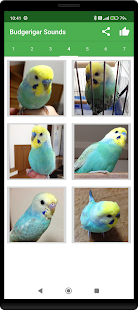 Budgerigar Camera for Parakeet スクリーンショット