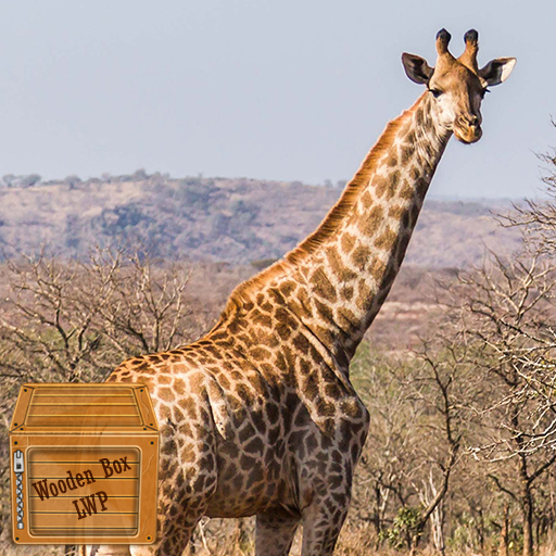 carta da parati carino giraffa Scarica su Windows