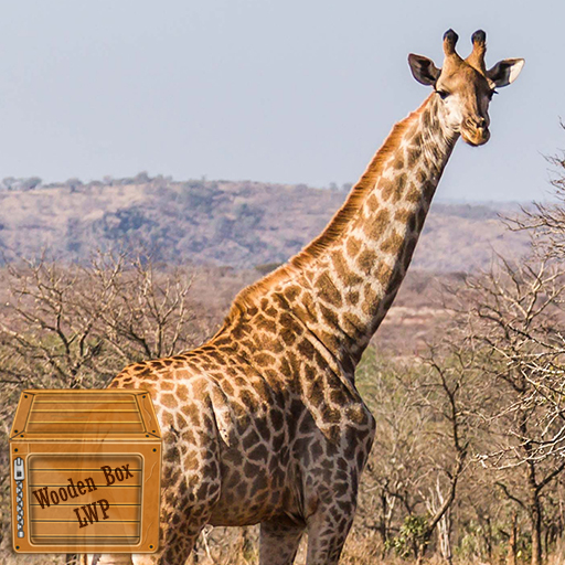 papel de parede girafa fofa Baixe no Windows