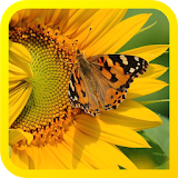 Sunflowers Free Live Wallpaper icon