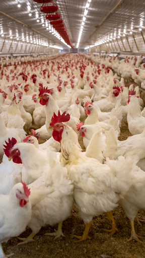 White chicks prices today