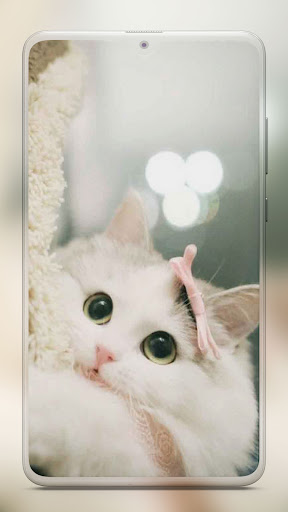 Kitten Cute Cat Wallpaper HD