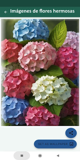 Imágenes de flores hermosas screenshot 5