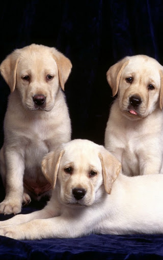Labrador Retriever Wallpapers