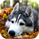 Husky Dog Rescue icon
