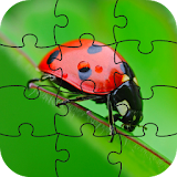 Ladybug Puzzle Game icon