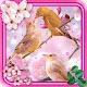 Spring Birds Live Wallpaper Download on Windows
