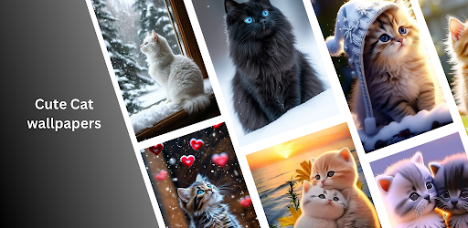 Cute Cat Wallpaper – Black Cat