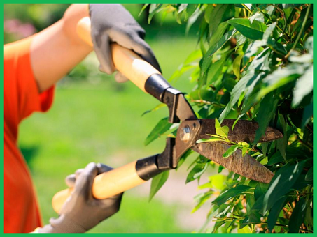 Basic Gardening Tips Screen 2