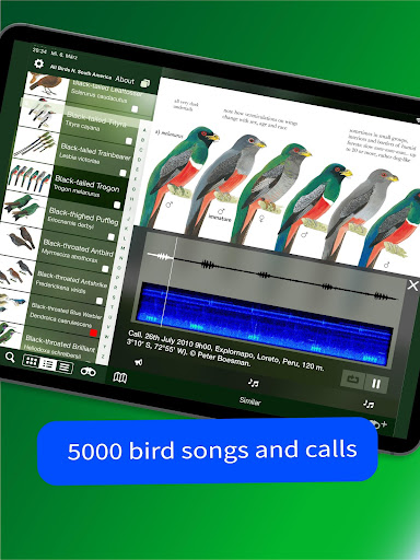 All Birds Northern South Ameri