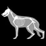 Cover Image of Download 3D Dog Anatomy  APK