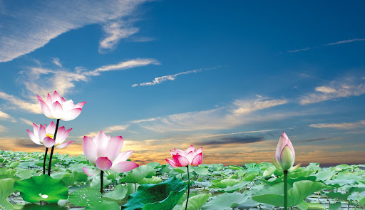 Lotus Wallpaper Screen 3