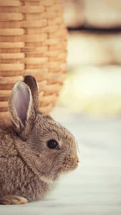 Baby Rabbit Wallpaper