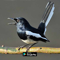 suara pikat burung kacer