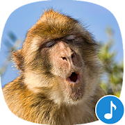 Appp.io - Monkey Sounds