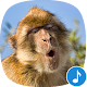 Appp.io - Monkey Sounds Download on Windows
