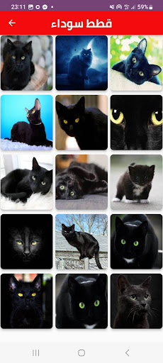 cat picture Screen 3