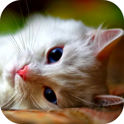 Pussycat Video Live Wallpaper logo