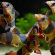 Budidaya Ikan Hias Clown Loach