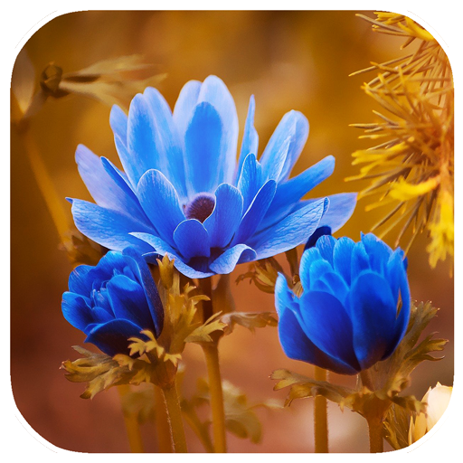 FlowerWall: Flower Images App  Icon
